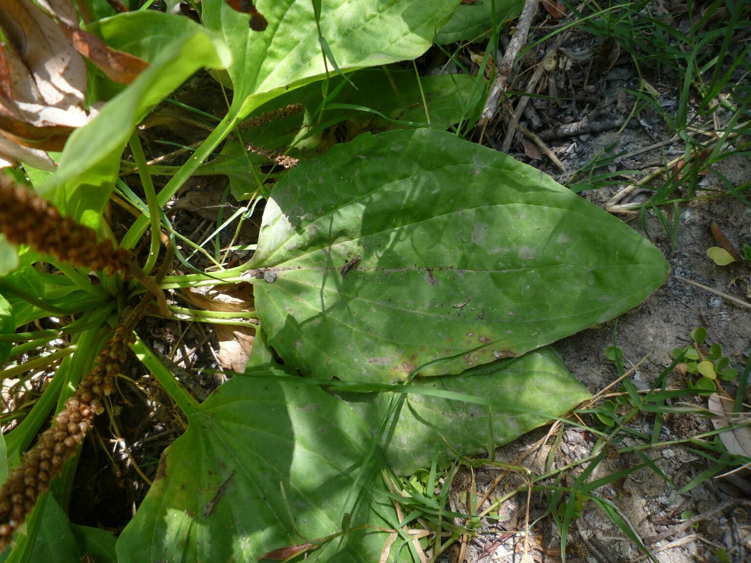 High Resolution Plantago major Leaf